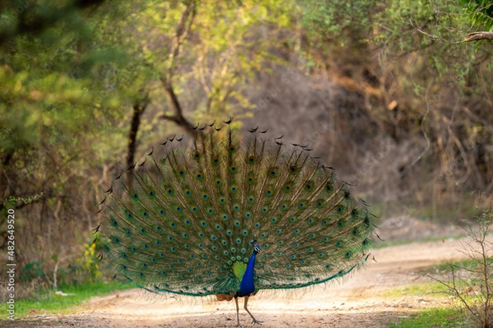 The Vanashrya Ranthambore Hotel Khilchīpur Екстериор снимка