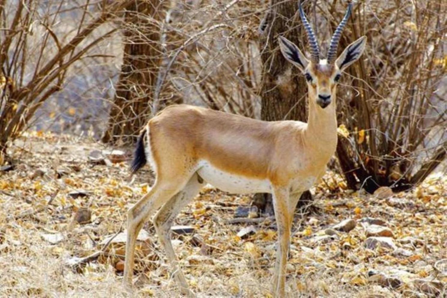 The Vanashrya Ranthambore Hotel Khilchīpur Екстериор снимка